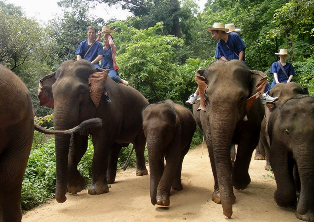 Chiang Mai Elephant Nature Park 